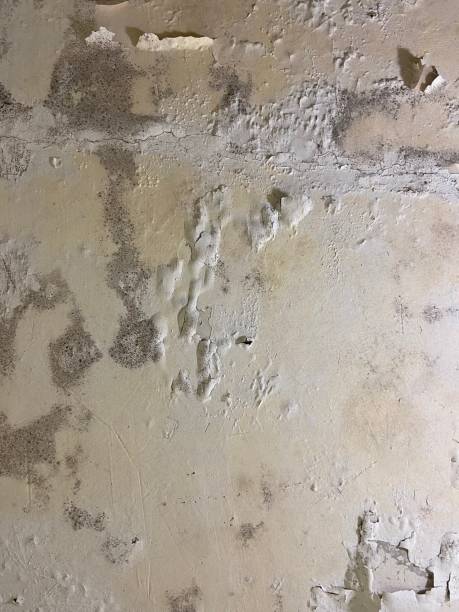 Best HVAC Mold Remediation in Crestwood Village, NJ